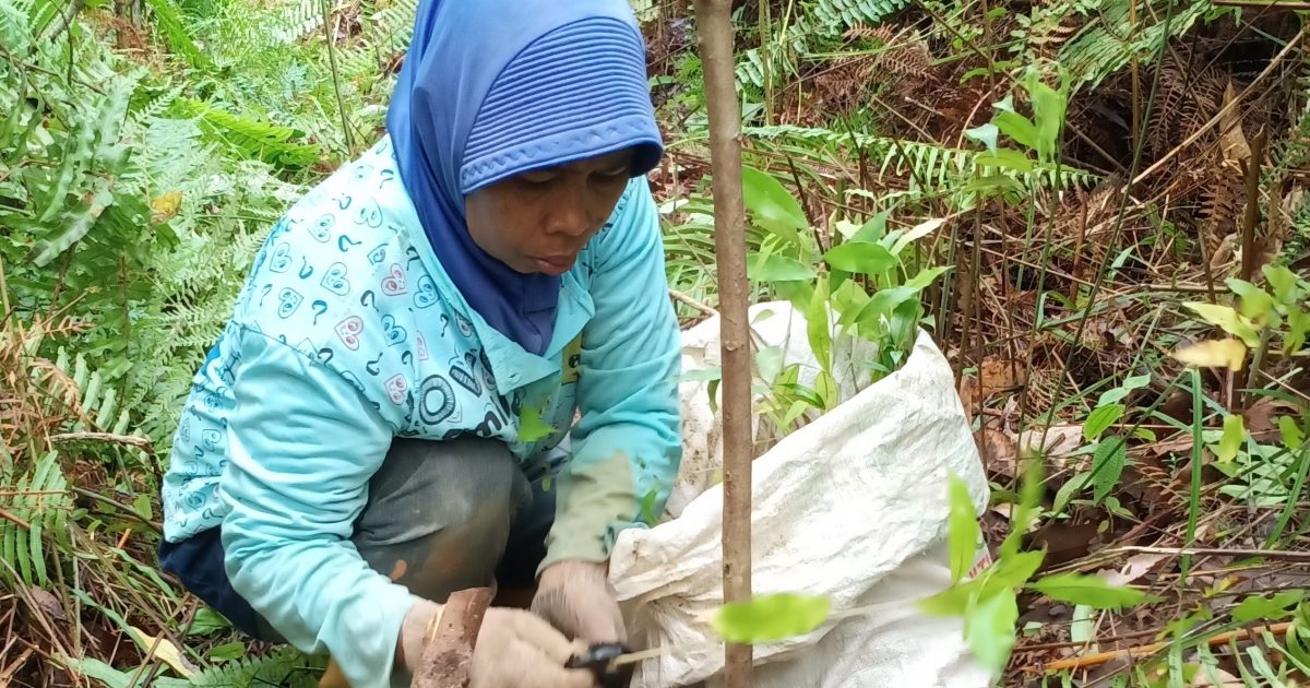 インドネシア東カリマンタン州で植林を実施しました | 一般社団法人more trees